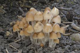 Attēlu rezultāti vaicājumam “Psathyrella sp.”