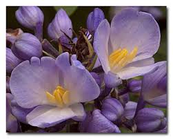 Attēlu rezultāti vaicājumam “Schoenus ferrugineus bud”