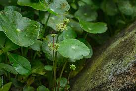 「銅錢草」的圖片搜尋結果