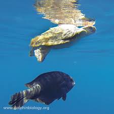 Image result for Schedophilus ovalis