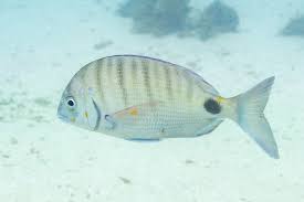 Image result for Diplodus cadenati