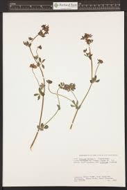 Attēlu rezultāti vaicājumam “Medicago sativa subsp. falcata”