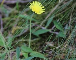 Image result for Hieracium pilosella