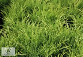 Attēlu rezultāti vaicājumam “Juniperus sabina”