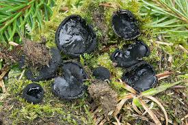 Attēlu rezultāti vaicājumam “Pseudoplectania nigrella”