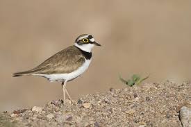 Attēlu rezultāti vaicājumam “Charadrius dubius adult”