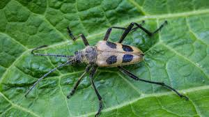 Attēlu rezultāti vaicājumam “Pachyta quadrimaculata”