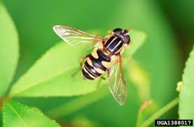 Attēlu rezultāti vaicājumam “Syrphidae”