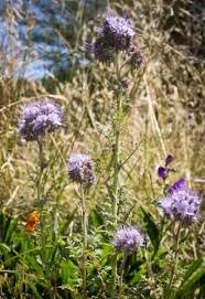 Attēlu rezultāti vaicājumam “Phacelia tanacetifolia leaf”