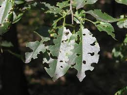 Attēlu rezultāti vaicājumam “Gonioctena”