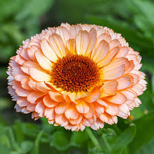 Attēlu rezultāti vaicājumam “Calendula officinalis flower”