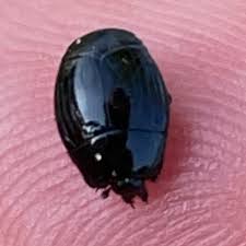 Attēlu rezultāti vaicājumam “Histeridae”