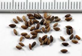 Attēlu rezultāti vaicājumam “Geranium robertianum fruit”