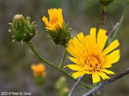 Attēlu rezultāti vaicājumam “Hieracium murorum bud”