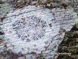 Attēlu rezultāti vaicājumam “Phaeographis dendritica”