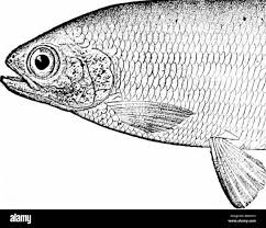 Image result for Chanos chanos