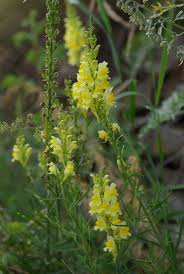 Attēlu rezultāti vaicājumam “Linaria vulgaris leaf”