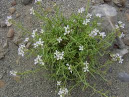 Attēlu rezultāti vaicājumam “Cakile maritima subsp. baltica leaf”