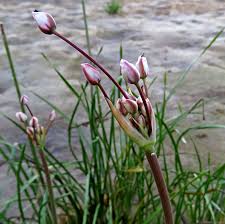 Attēlu rezultāti vaicājumam “Oenothera rubricauli bud”