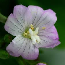 Attēlu rezultāti vaicājumam “Epilobium montanum flower”