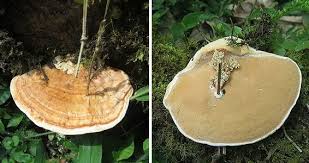 Attēlu rezultāti vaicājumam “Trametes”