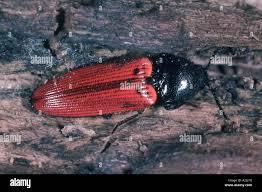 Attēlu rezultāti vaicājumam “Ampedus sanguineus”