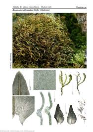 Attēlu rezultāti vaicājumam “Anomodon attenuatus”