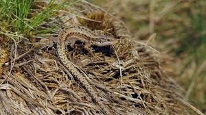 Attēlu rezultāti vaicājumam “Lacerta vivipara female”