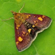 Attēlu rezultāti vaicājumam “Pyrausta aurata”