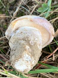 Attēlu rezultāti vaicājumam “Cortinarius traganus”