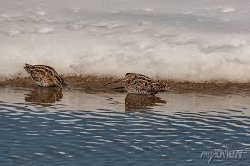 Image result for Gallinago media