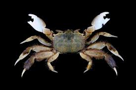 Attēlu rezultāti vaicājumam “Cribraria costata stalked”