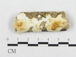 Attēlu rezultāti vaicājumam “Skeletocutis nivea”