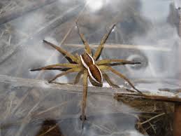 Attēlu rezultāti vaicājumam “Dolomedes fimbriatus”