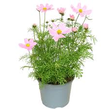 Image result for Schmuckkörbchen