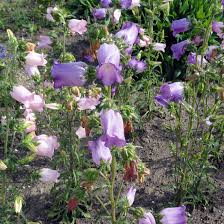 Image result for Marienglockenblumen