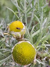 Attēlu rezultāti vaicājumam “Matricaria discoidea flower”