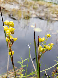 Attēlu rezultāti vaicājumam “Scheuchzeriaceae”