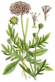 Image result for Knautia arvensis