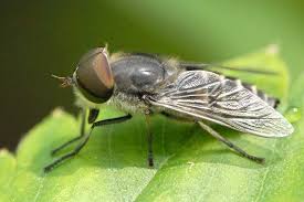 Attēlu rezultāti vaicājumam “Heptatoma pellucens”