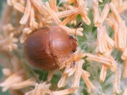 Attēlu rezultāti vaicājumam “Cychramus variegatus”