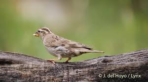 Image result for Petronia petronia