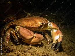 Image result for Cancer pagurus