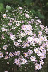 Attēlu rezultāti vaicājumam “Symphyotrichum x salignum flower”
