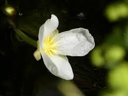 Attēlu rezultāti vaicājumam “Stratiotes aloides leaf”