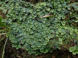 Attēlu rezultāti vaicājumam “Conocephalum”