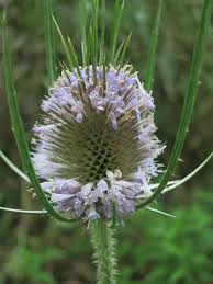 Attēlu rezultāti vaicājumam “Dipsacus fullonum fruit”