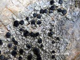 Attēlu rezultāti vaicājumam “Porpidia macrocarpa”