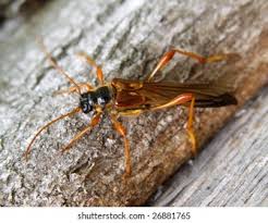 Attēlu rezultāti vaicājumam “Necydalis major”