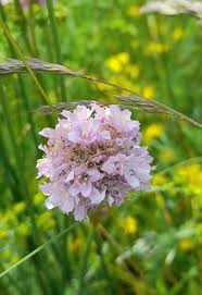 Attēlu rezultāti vaicājumam “Armeria vulgaris flower”